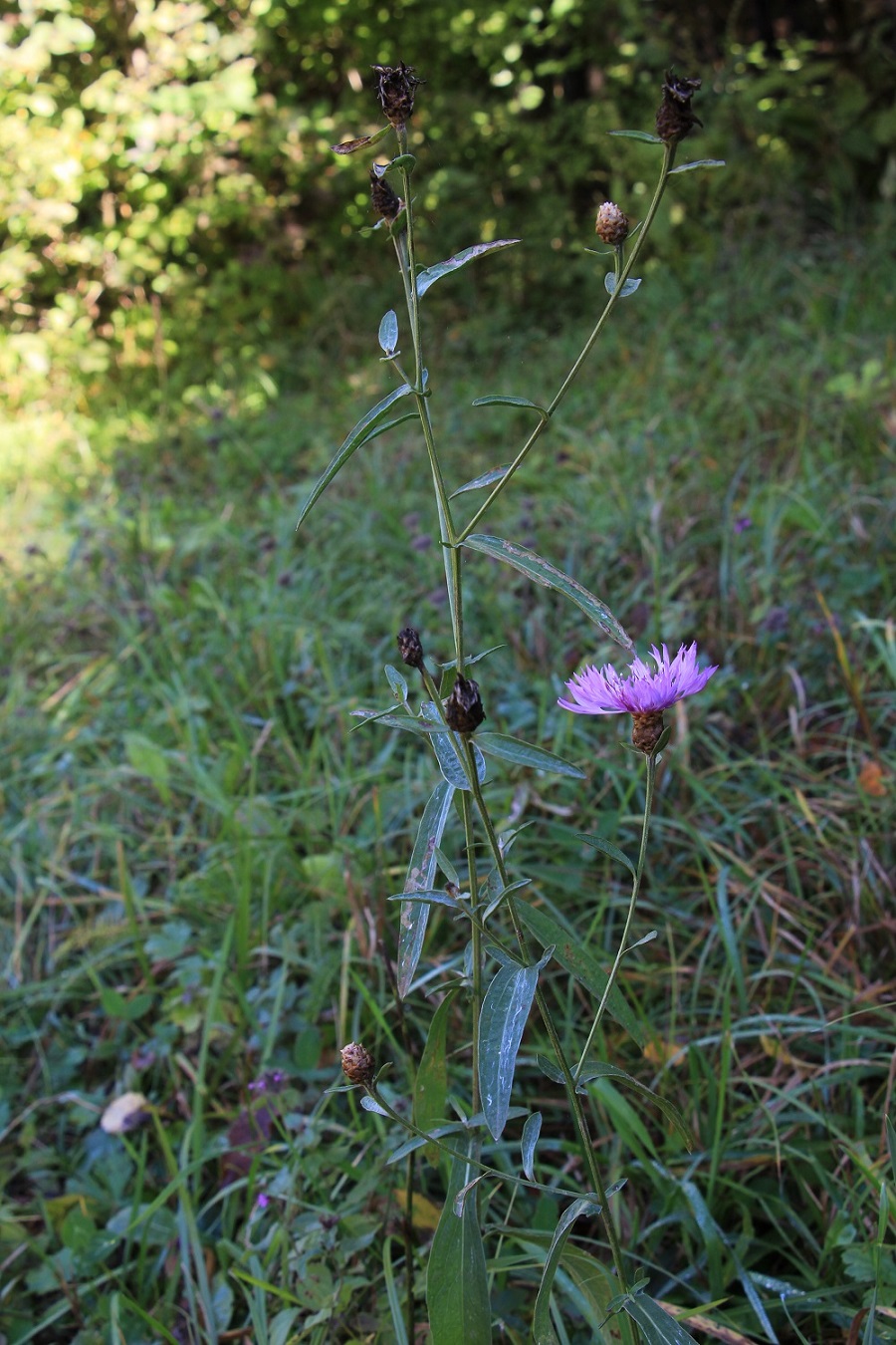 Image of Centaurea jacea ssp. substituta specimen.