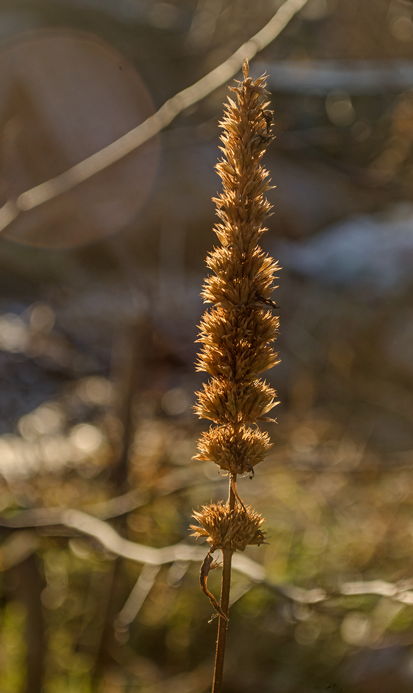 Image of Agastache foeniculum specimen.