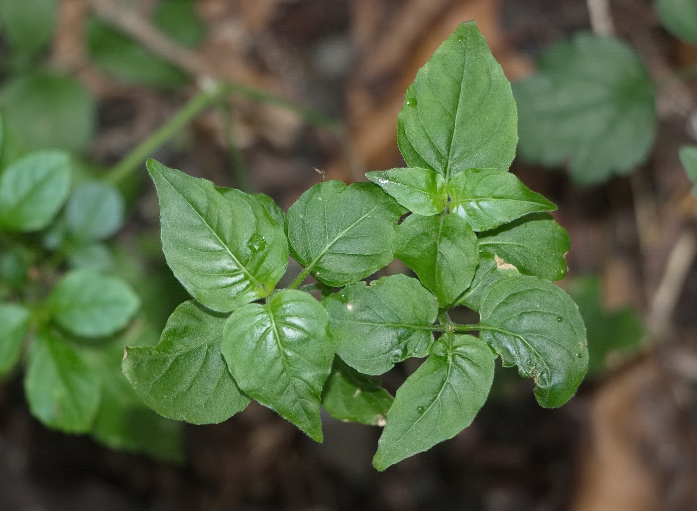 Изображение особи Circaea lutetiana.