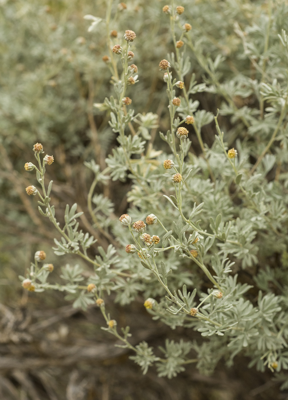 Image of Artemisia rutifolia specimen.