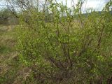 Betula divaricata