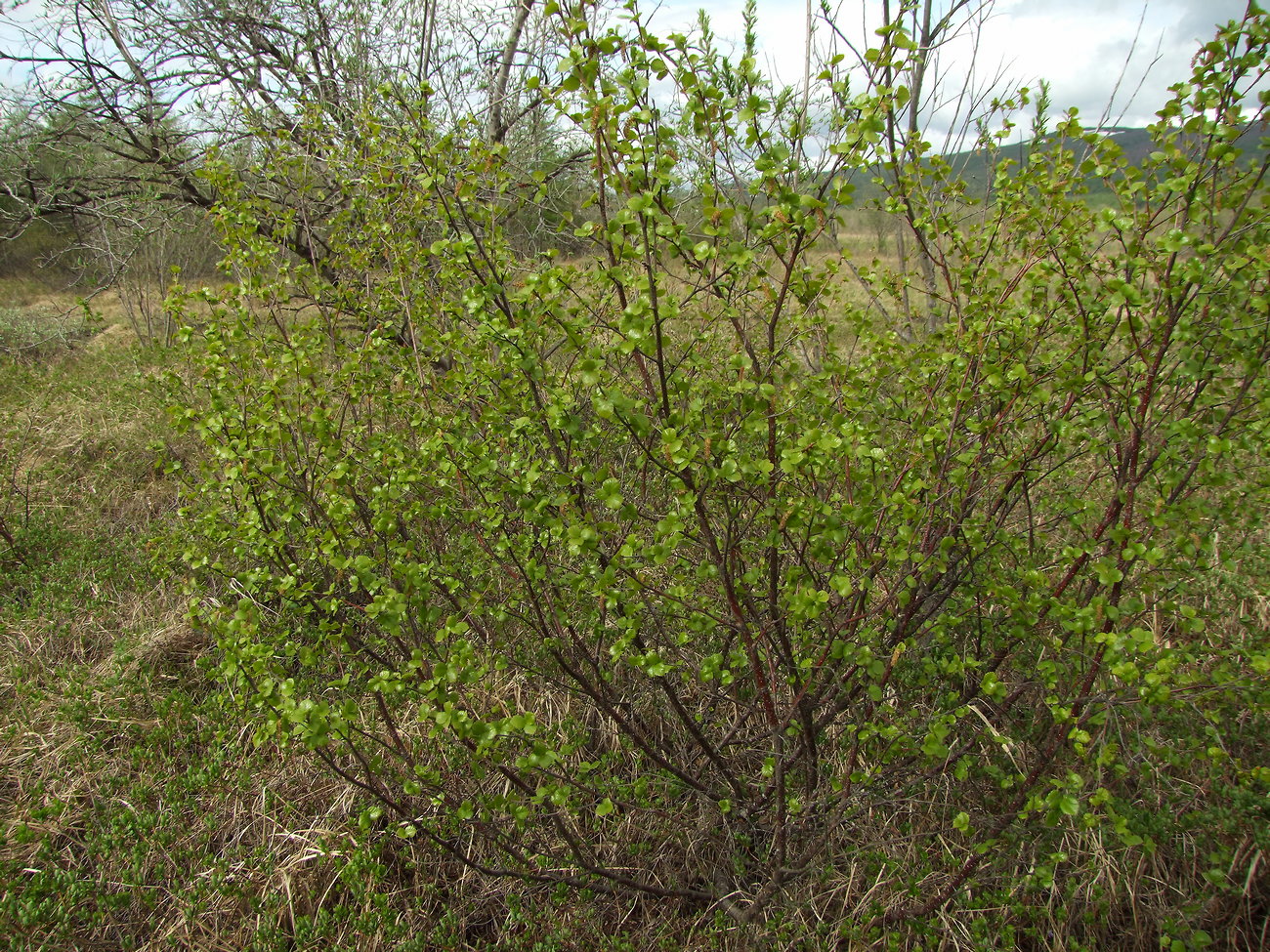 Image of Betula divaricata specimen.