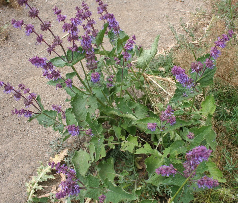 Изображение особи Salvia verticillata.