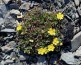 Potentilla pulviniformis