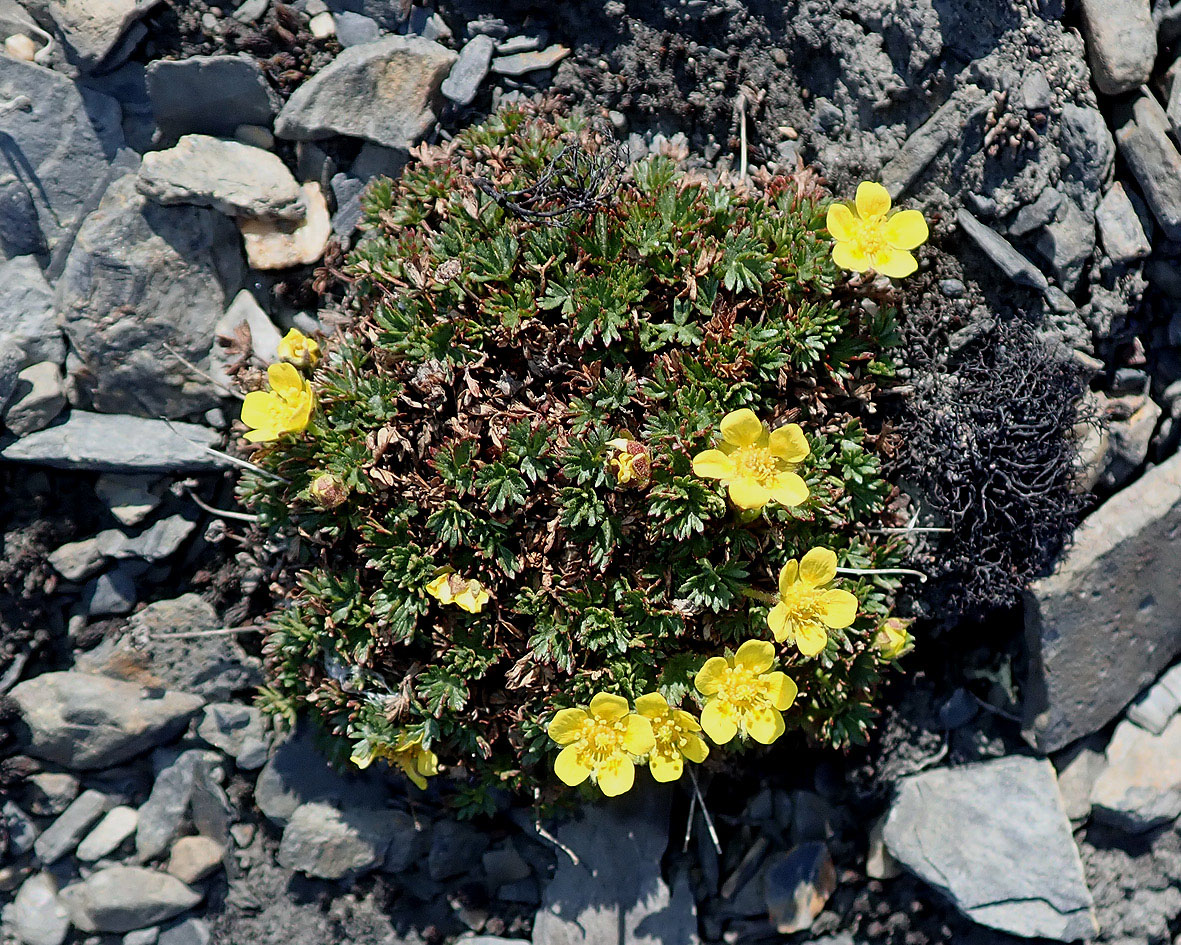 Изображение особи Potentilla pulviniformis.