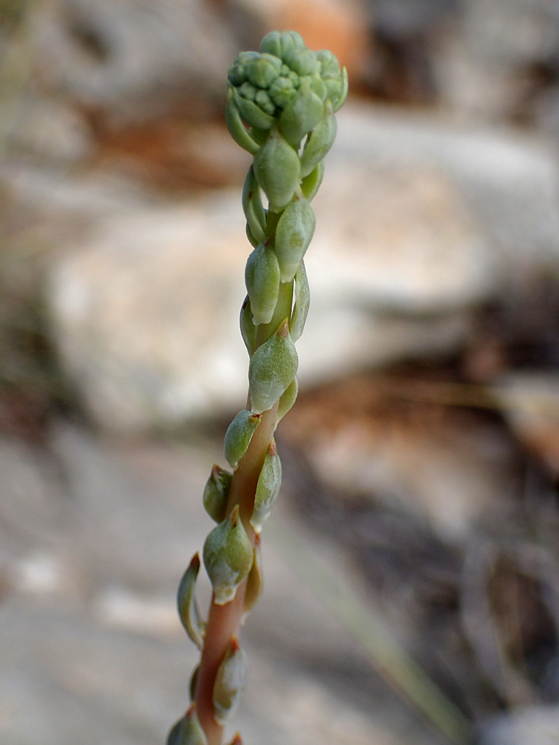 Image of Sedum sediforme specimen.