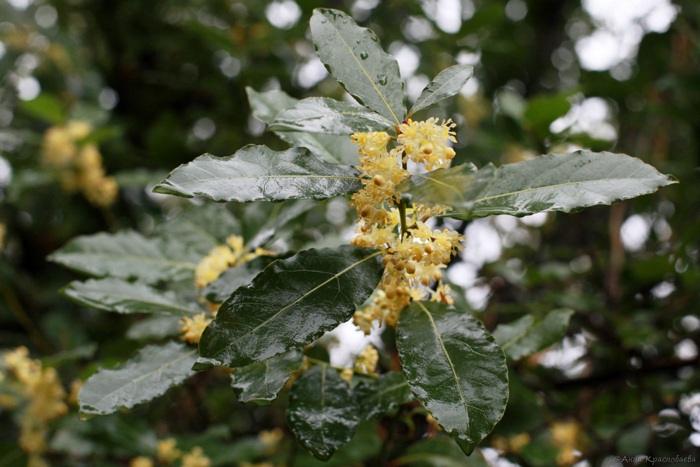 Изображение особи Laurus nobilis.