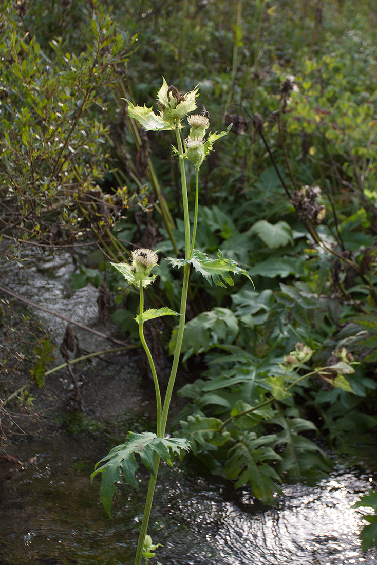 Изображение особи Cirsium oleraceum.