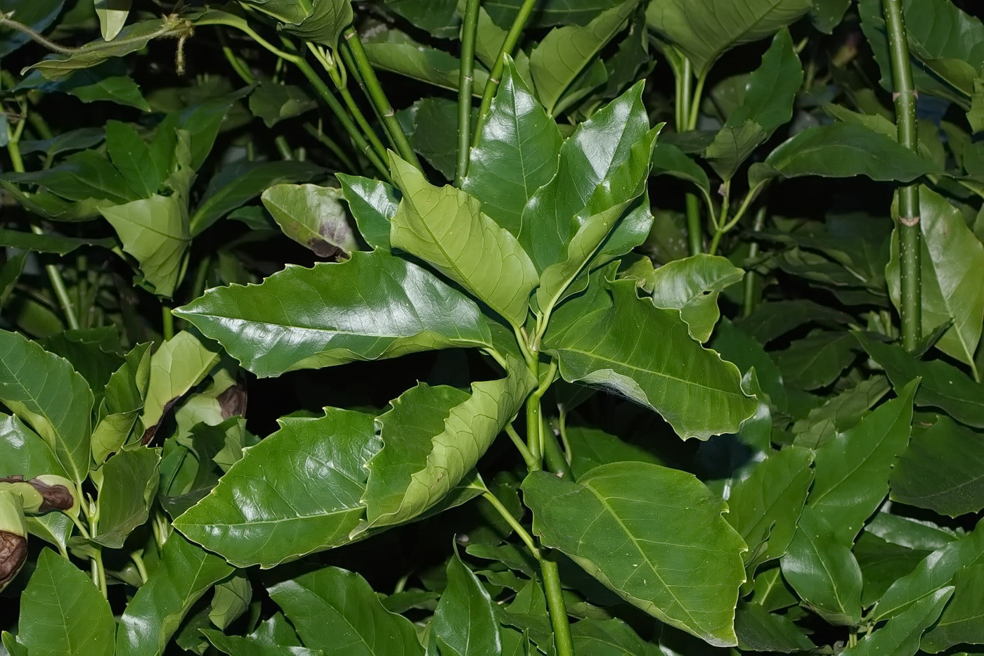 Image of Aucuba japonica specimen.