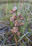 Scheuchzeria palustris