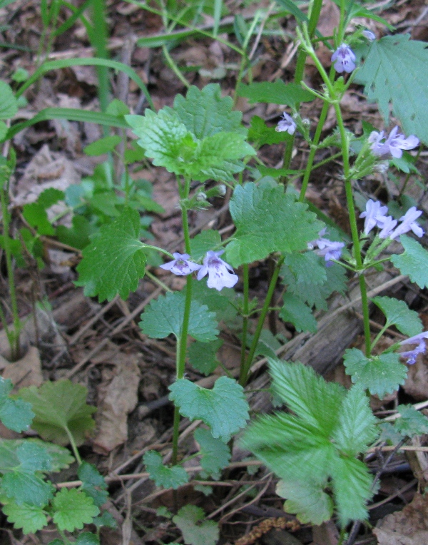 Изображение особи Glechoma hederacea.