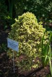 Picea glauca. Вегетирующее растение (низкорослый культивар 'Daisy's White'). Кировская обл., г. Киров, Ботанический сад Вятского государственного университета, в культуре. 29.06.2018.