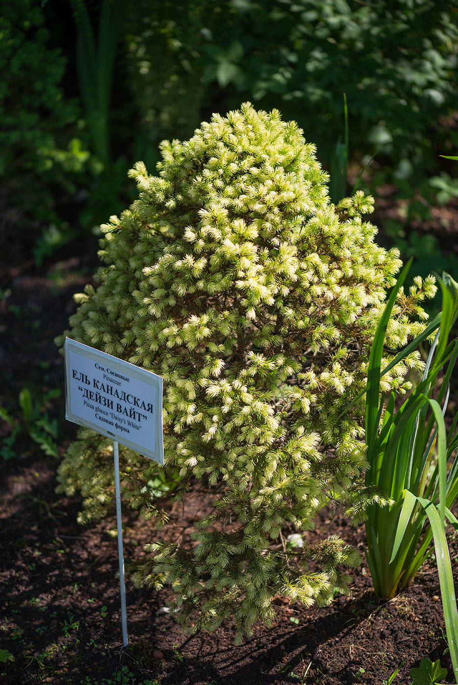 Изображение особи Picea glauca.