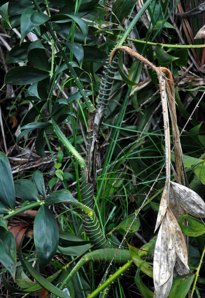 Image of Plectocomia mulleri specimen.