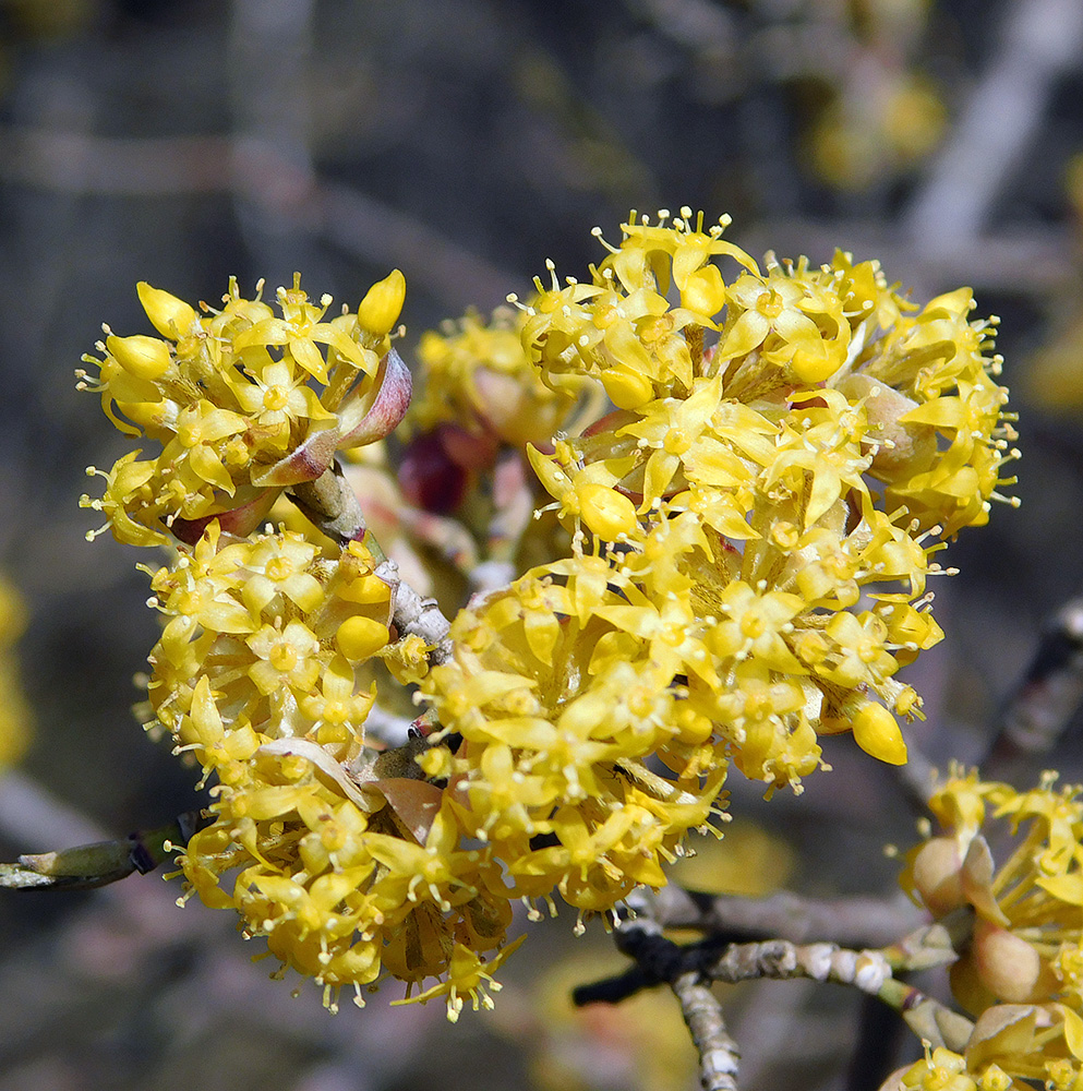 Image of Cornus mas specimen.