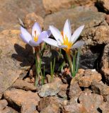 Crocus cyprius