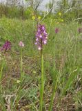 Anacamptis morio ssp. caucasica