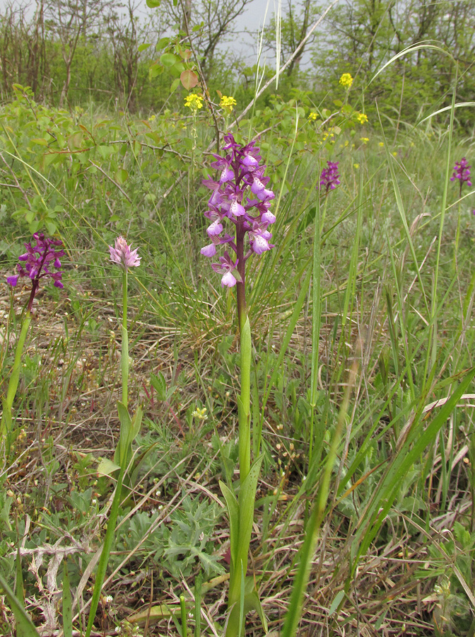 Изображение особи Anacamptis morio ssp. caucasica.