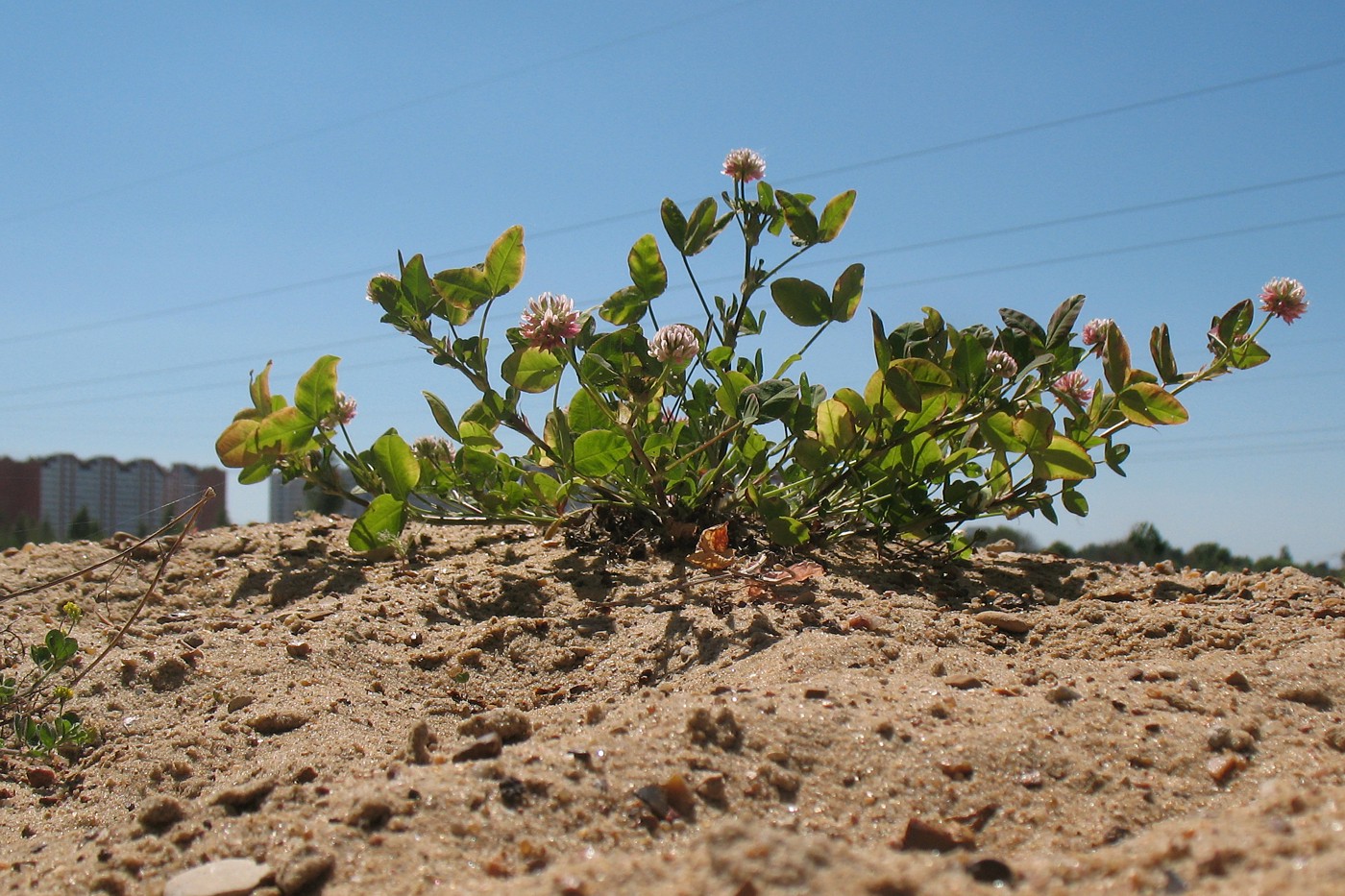 Изображение особи Trifolium hybridum.