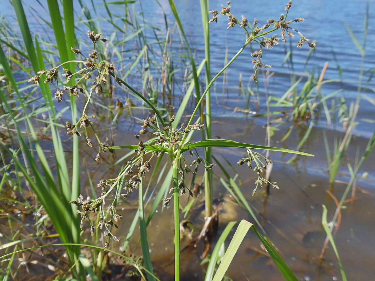 Image of Scirpus sylvaticus specimen.