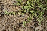 Veronica officinalis