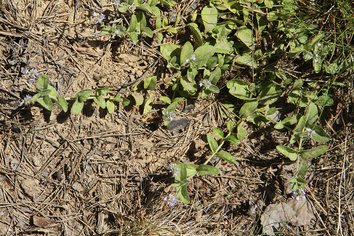 Image of Veronica officinalis specimen.