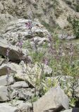 Teucrium canum. Цветущее растение. Дагестан, окр. с. Талги, сухой известняковый склон. 12 июня 2019 г.