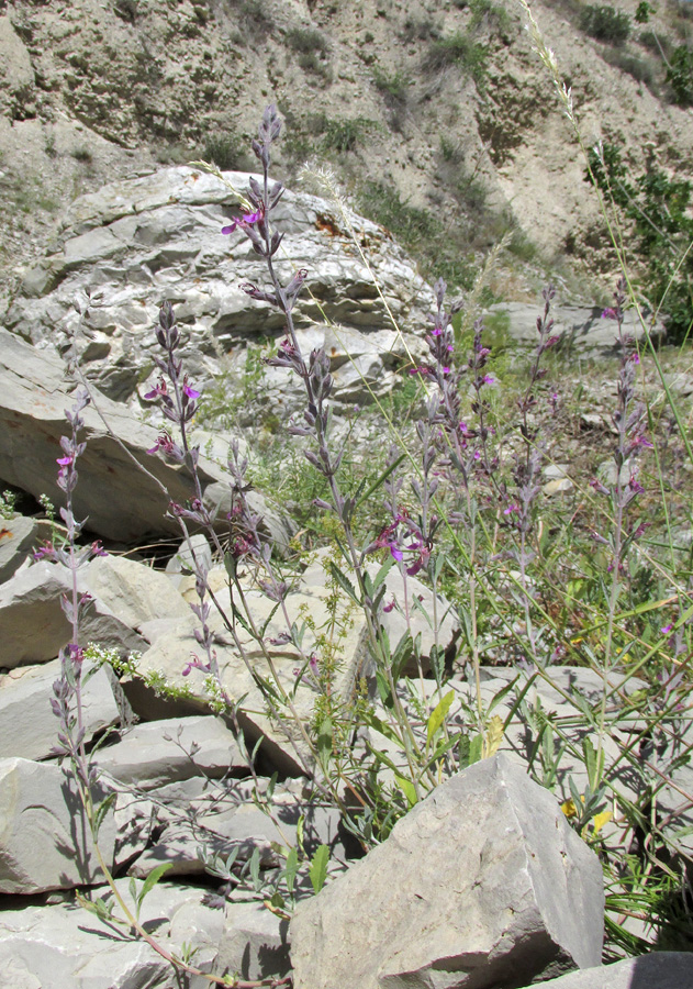 Изображение особи Teucrium canum.