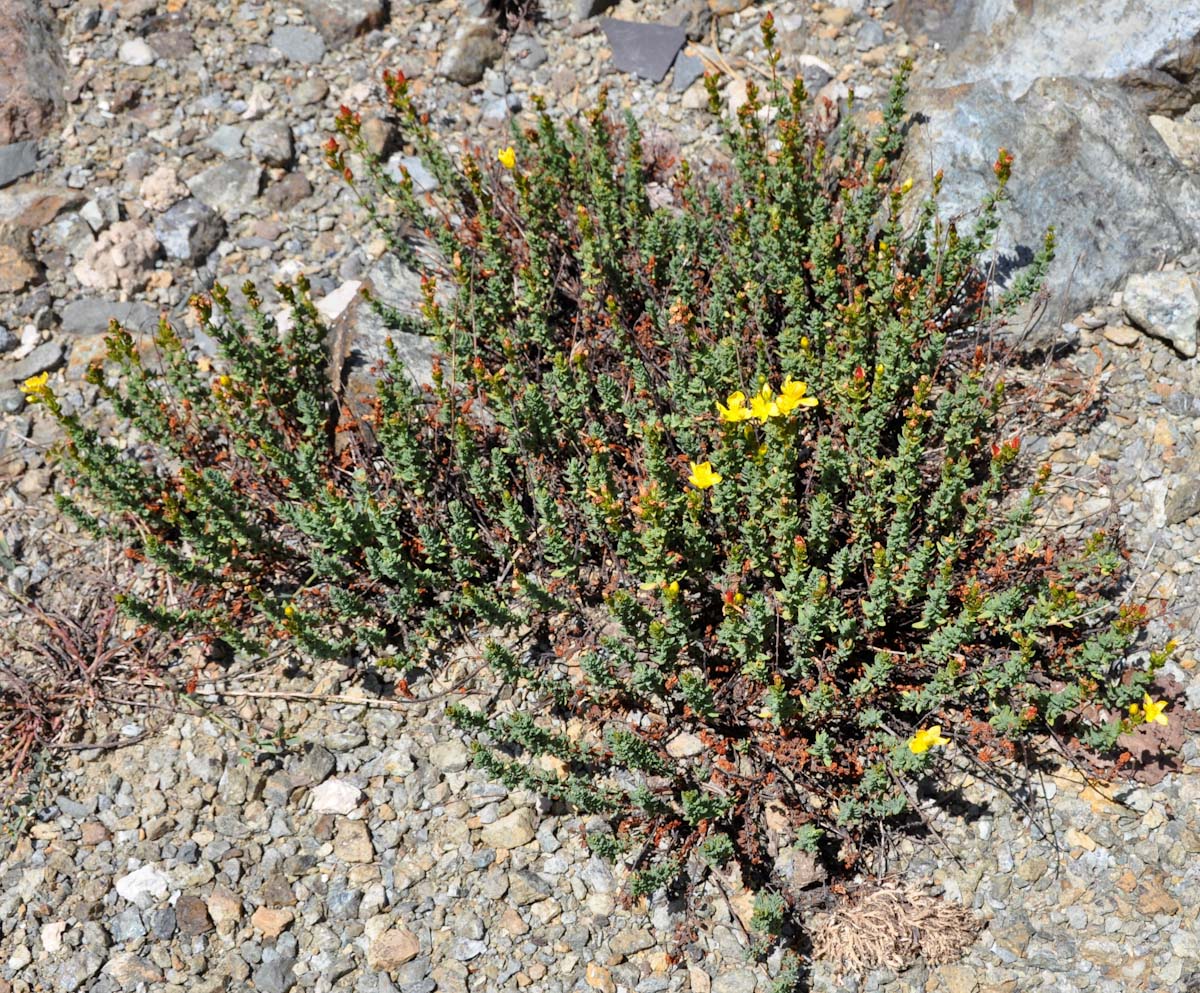 Изображение особи Hypericum confertum ssp. stenobotrys.