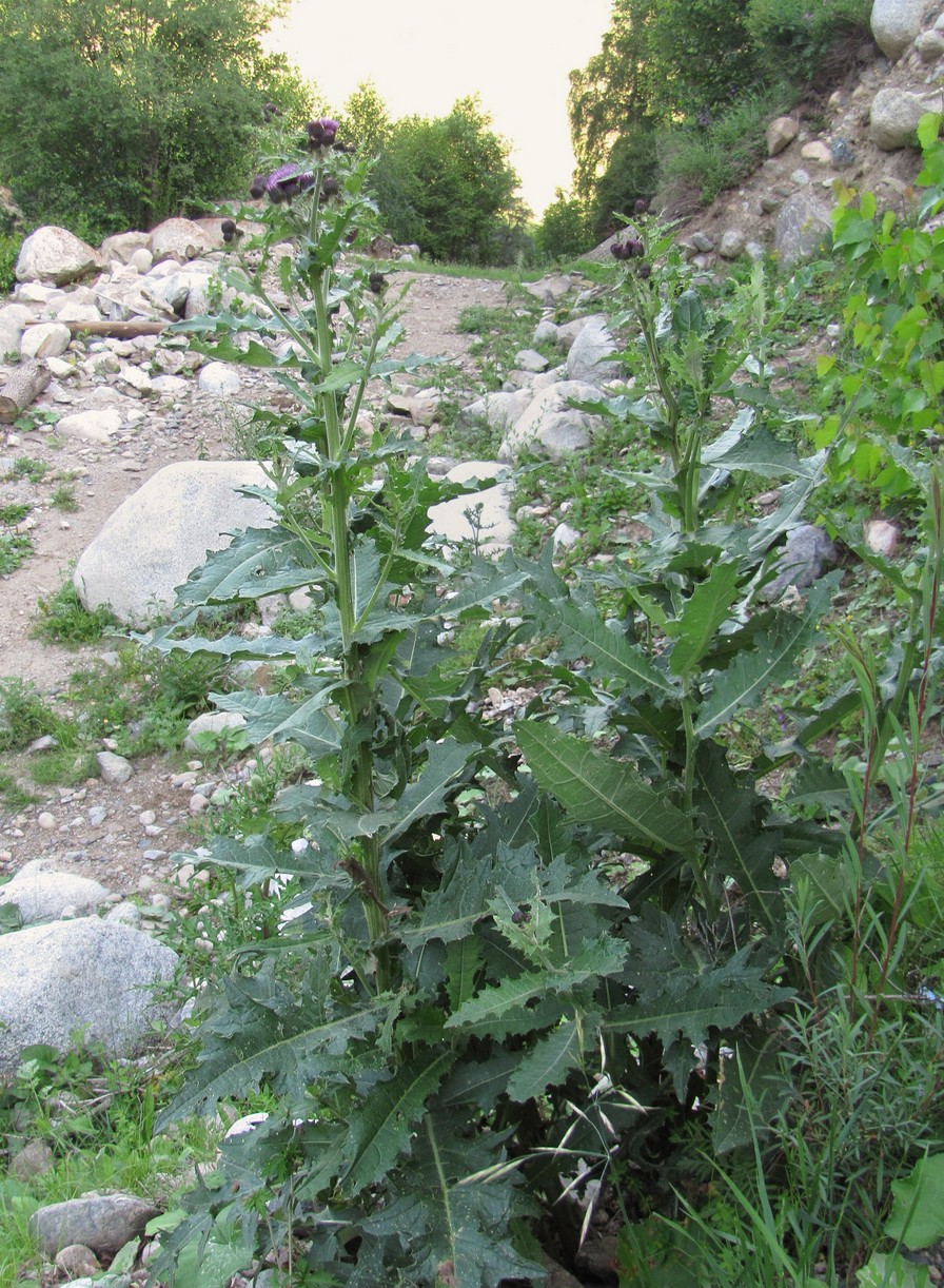 Изображение особи род Cirsium.