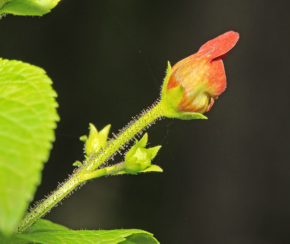 Изображение особи Scrophularia maximowiczii.