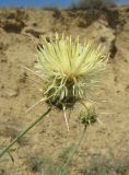 Centaurea reflexa