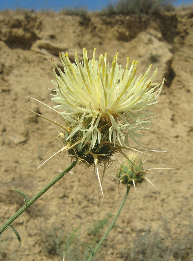 Изображение особи Centaurea reflexa.