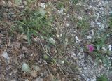 Centaurea carduiformis. Цветущее растение. Дагестан, окр. с. Талги, крутой каменистый склон. 05.06.2019.