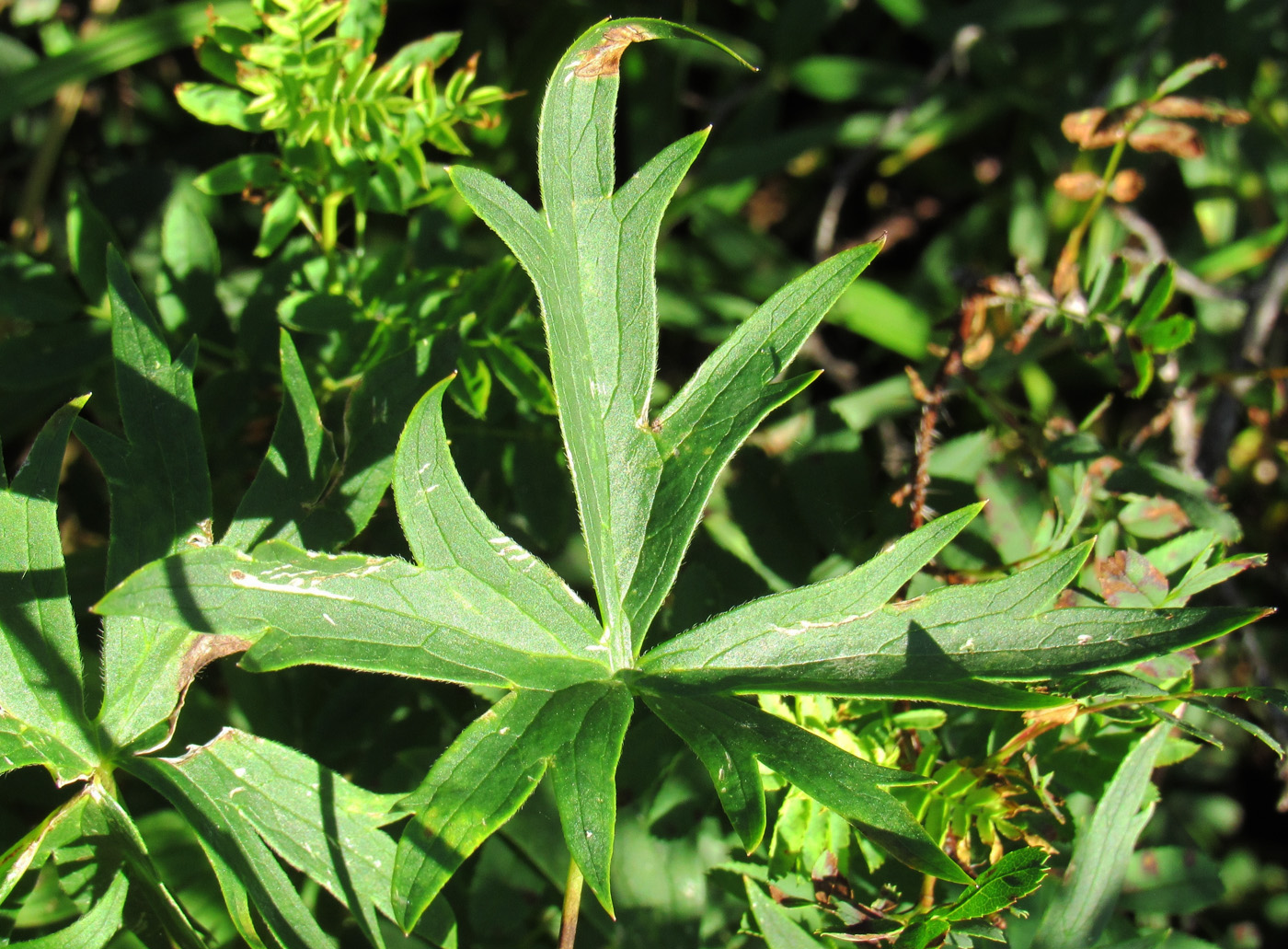 Image of Delphinium dictyocarpum specimen.