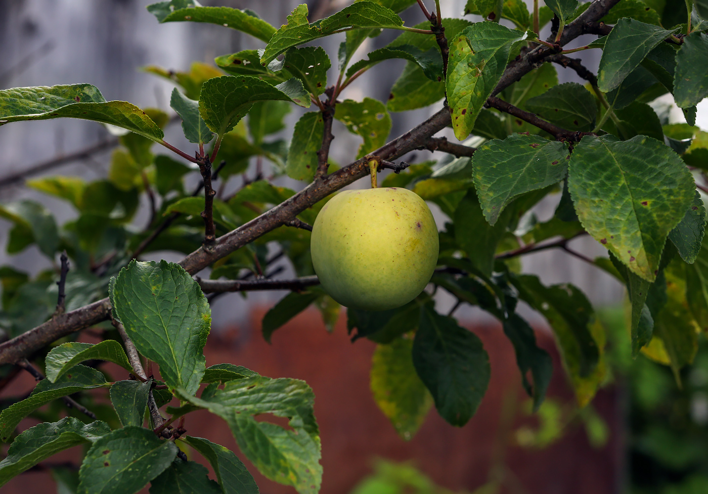 Image of Prunus domestica specimen.