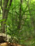 Euonymus nanus