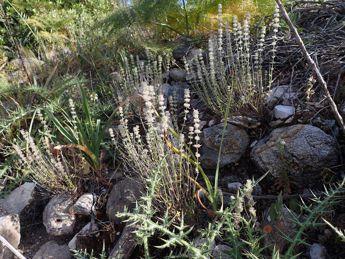 Image of Micromeria nervosa specimen.