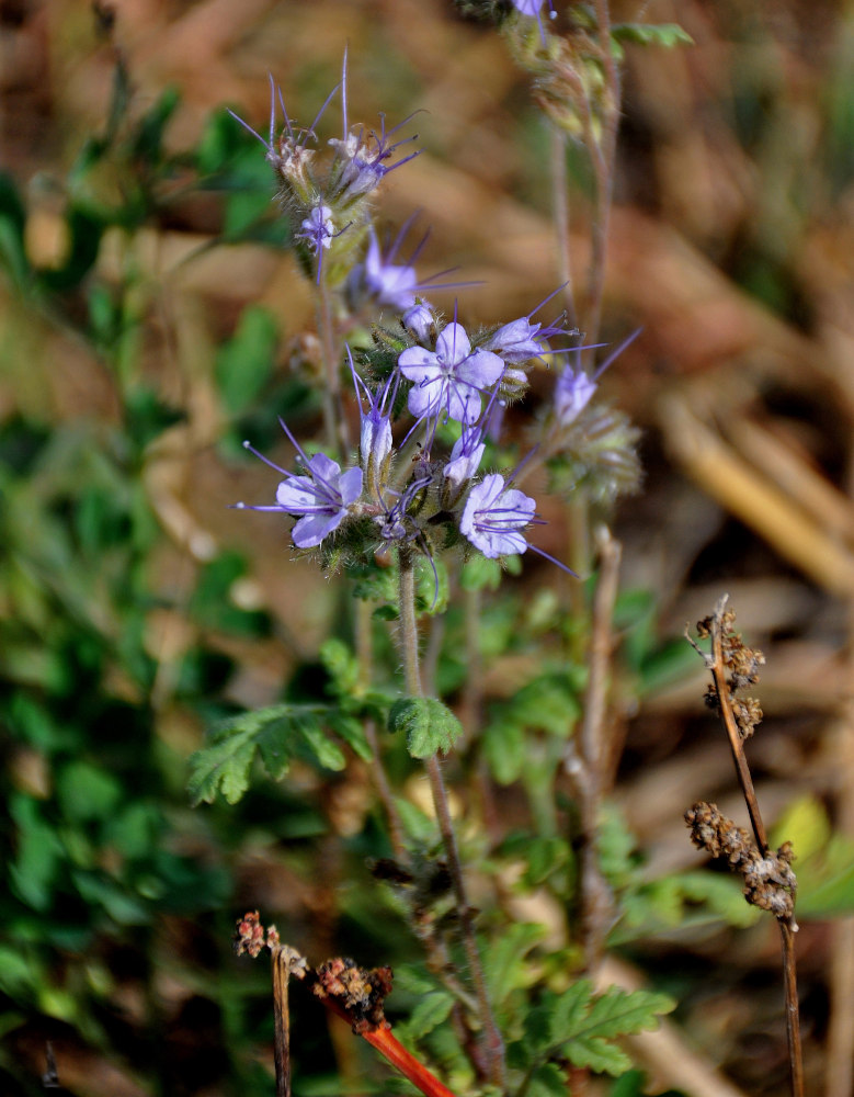 Image of Phacelia tanacetifolia specimen.