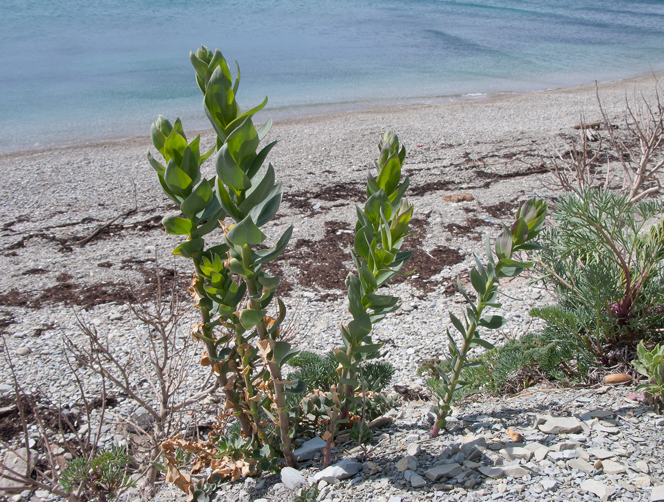 Image of Linaria genistifolia specimen.