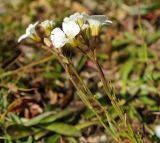 Minuartia circassica