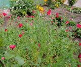 Linum grandiflorum