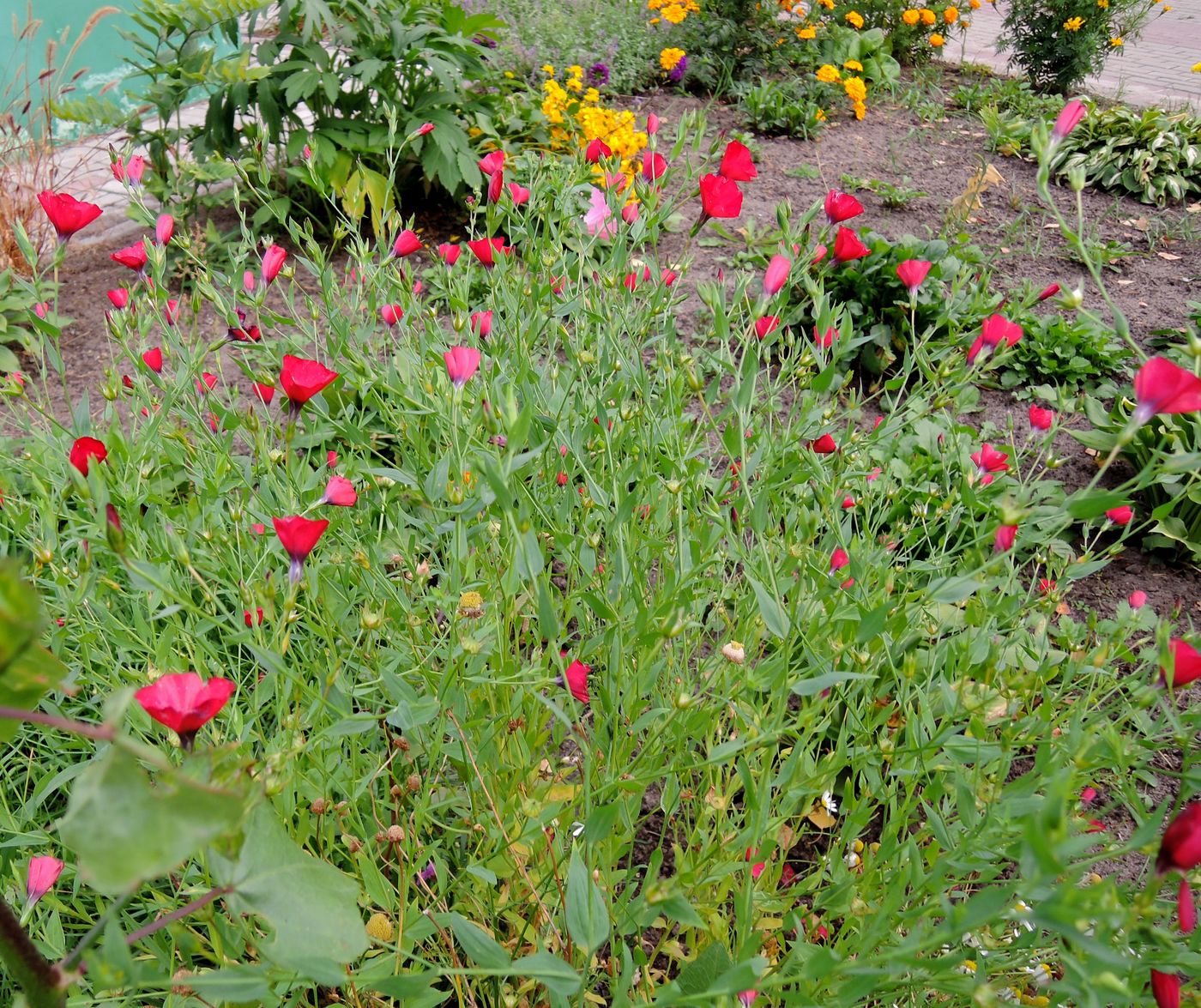 Image of Linum grandiflorum specimen.