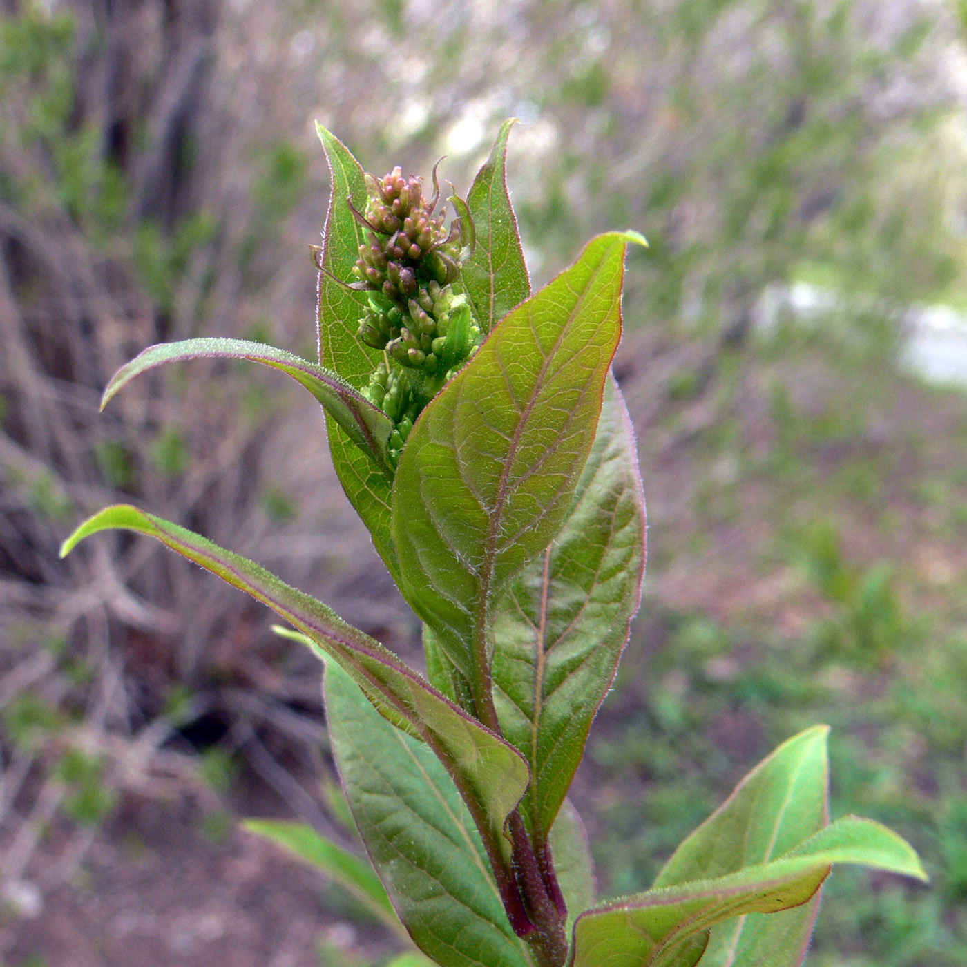 Image of Syringa × henryi specimen.
