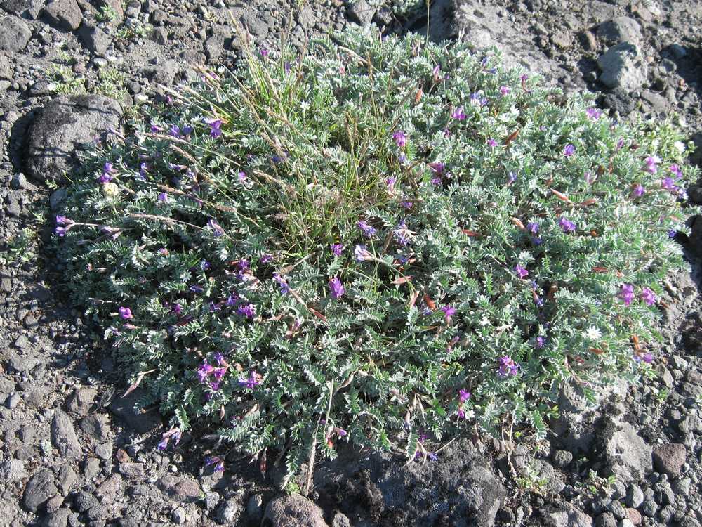 Image of Oxytropis revoluta specimen.
