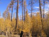 Larix sibirica. Взрослые и молодые растения в осенней окраске. Монголия, аймак Баян-Улгий, южный берег оз. Даян-Нур. 25.09.2005.