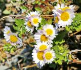 Chrysanthemum indicum