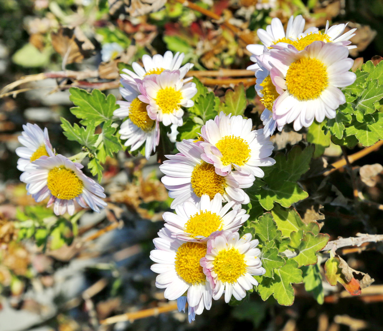 Image of Chrysanthemum indicum specimen.