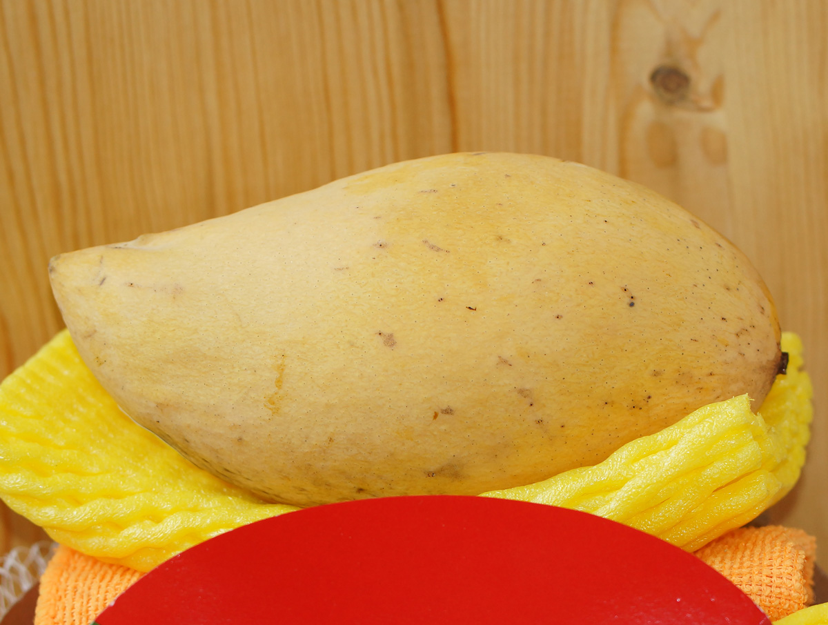 Изображение особи Mangifera indica .