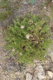 Pulsatilla tenuiloba